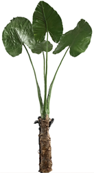 PTMD Leaves Plant Groen Philo blad plant with