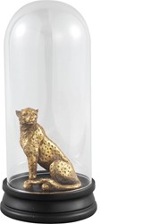 PTMD Stolp Amir jaguar