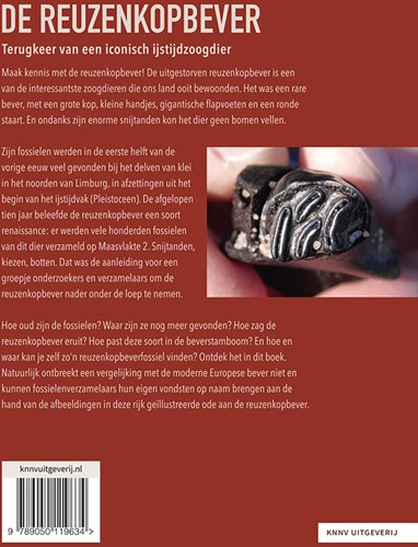 De reuzenkopbever De reuzenkopbever-2