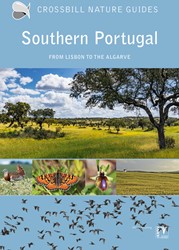 Crossbill guides Southern Portugal Southern Portugal