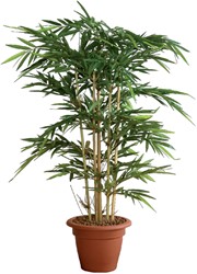 Planten